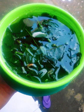 Cara Simple Membikin Resep  Sayur bening Daun katuk ala busui yang Sempurna, Enak Banget