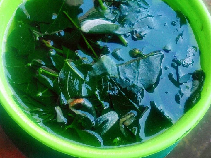 Cara Simple Membikin Resep  Sayur bening Daun katuk ala busui yang Sempurna, Enak Banget