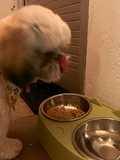 Comida casera para perros 🐶
