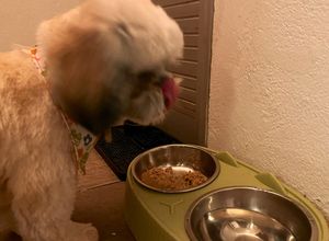 Una foto de Comida casera para perros 🐶