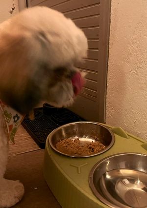 Una foto de Comida casera para perros 🐶