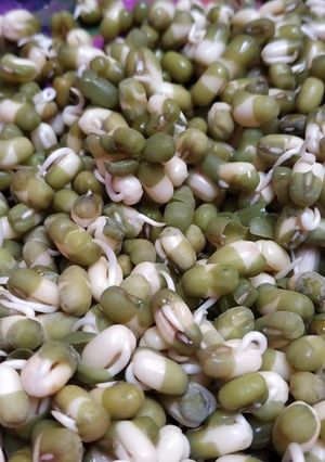 Foto resep Membuat tauge / Cambah praktis