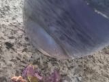 شربت بنفش(شربت گل ختمی)