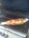 Caribbean fish - by DW