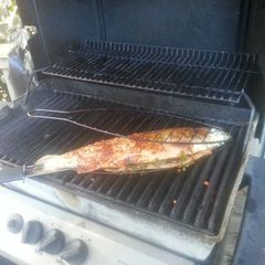 A picture of Caribbean fish - by DW.