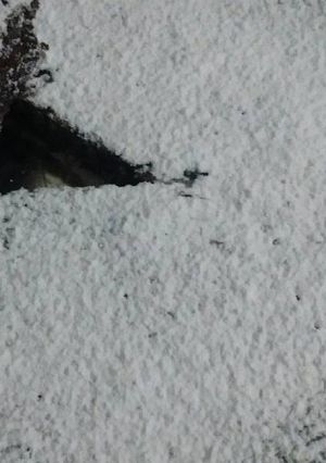 Una foto de Torta sin harina de chocolate
