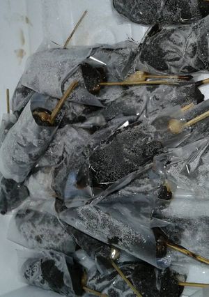 Foto resep Es kulkul, gampang no ribet