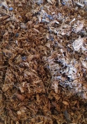 Foto resep Abon Ikan Tongkol