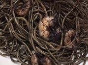 Una foto de pasta con calamar