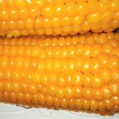 A picture of Cooked maize.