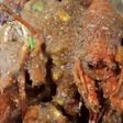 Lobster Saus Padang favorit