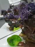 Port-Braised Short Ribs
