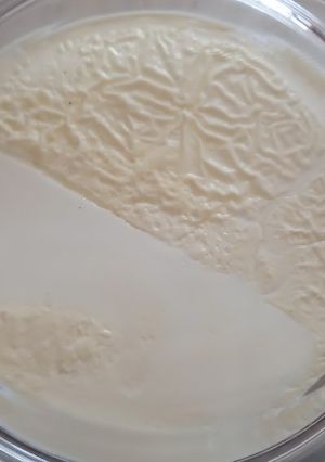 عکسی از دستور ماست خانگی