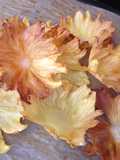 Pineapple Flowers