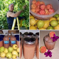 Guava juice Time A picture of Guava juice Time.