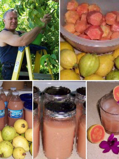 A picture of Guava juice Time.