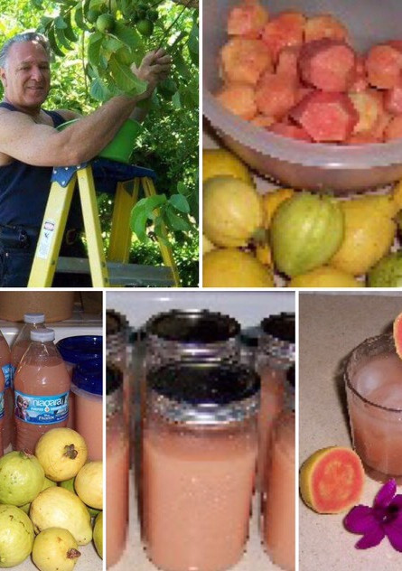 A picture of Guava juice Time.