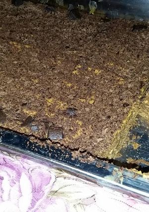Una foto de Chocotorta 🍰