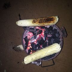 A picture of Roasted maize(mahindi Choma).