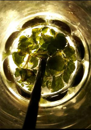 A picture of Mojito.