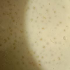 A picture of Saffron sabudana kheer.