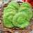 KUE CUCUR PANDAN [Hanya 4 Bahan]