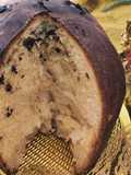 Panettone al cioccolato semplicissimo