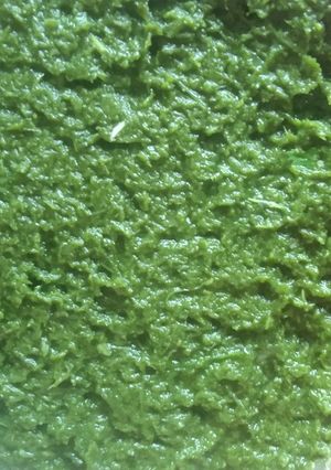 લીલી ચટણી (Green Chutney Recipe In Gujarati) રેસીપી મુખ્ય ફોટો