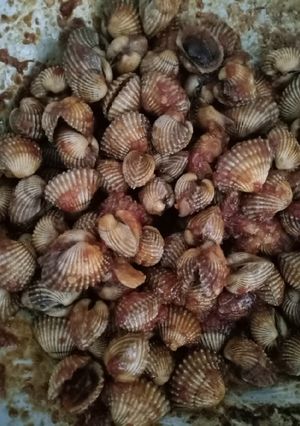 Foto resep Kerang Dara Saus Padang