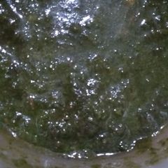 A picture of Coriander dip.