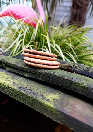 Une photo de Choco maison