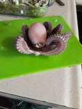 Pulpo cocido