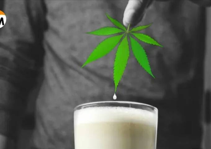 Как пить молоко с коноплей хэйз марихуана