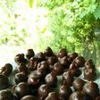 Bola Coklat Mente
