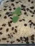 Arroz com passas