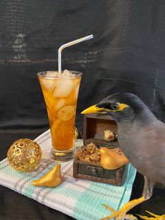 عکسی از دستور امریکن آیس تی