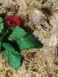 Chicken pulao😊