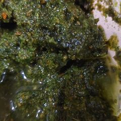 A picture of Green masala.