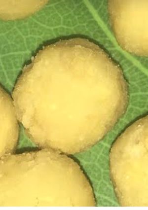 Foto resep Unti Kacang Hijau