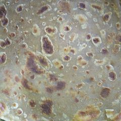 A picture of Coconut Chapati.