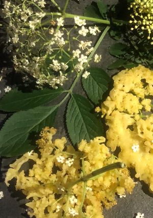 Foto di Fiori di SambucoFritti