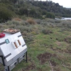 A picture of Njambini roast lamb.