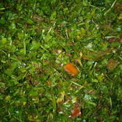 A picture of Kwadon lansir.