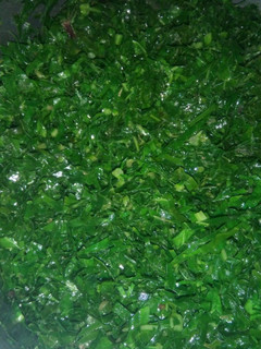 A picture of Sauted sukuma wiki.