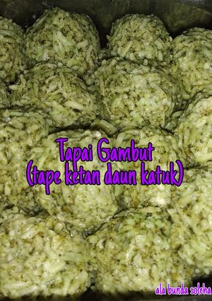 Foto resep Tapai Gambut (tapai ketan daun katuk bubuk)