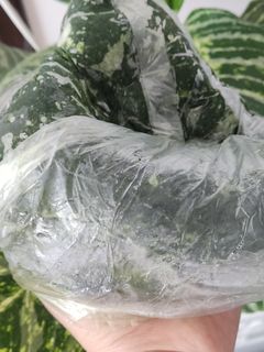 عکسی از دستور سبزی/ قورمه سبزی