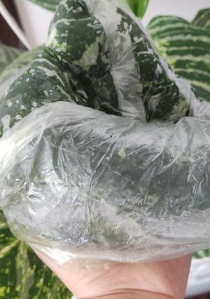 عکسی از دستور سبزی/ قورمه سبزی