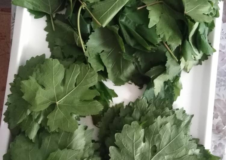 Image result for عکس برگ مو