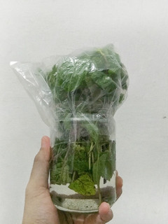 Foto resep Tips Daun Mint Dapat Bertahan Lama