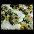 Brócoli Gratinado